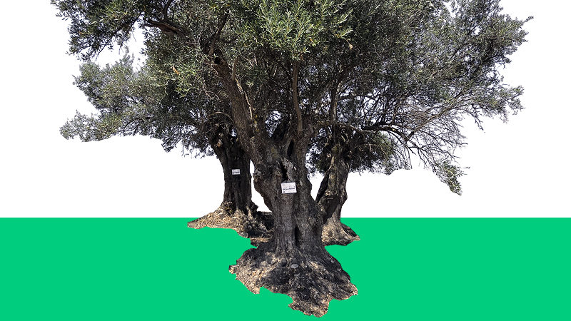 Apadrina