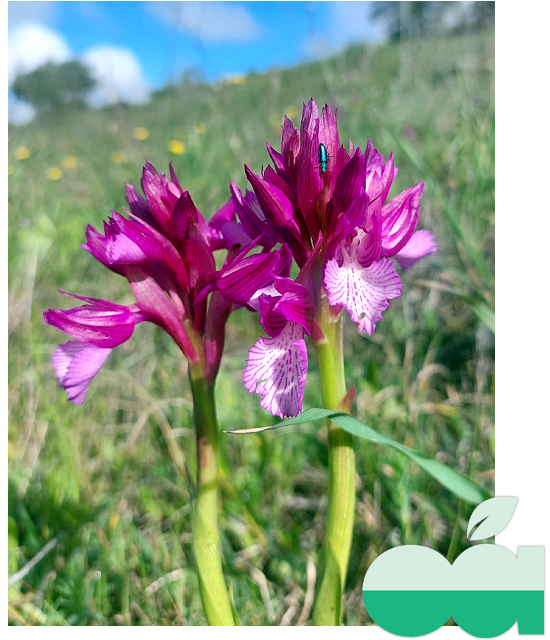 Conservación de flora