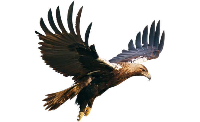 Águila imperial ibérica