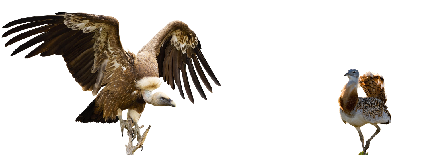Lince ibérico