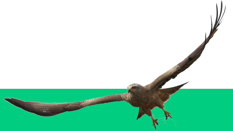 Patrocina
