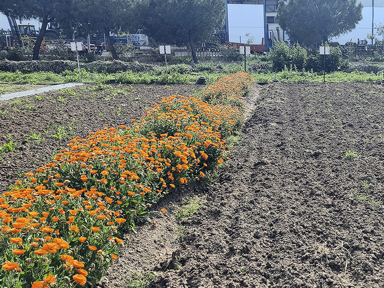 Huerta Ecoánime