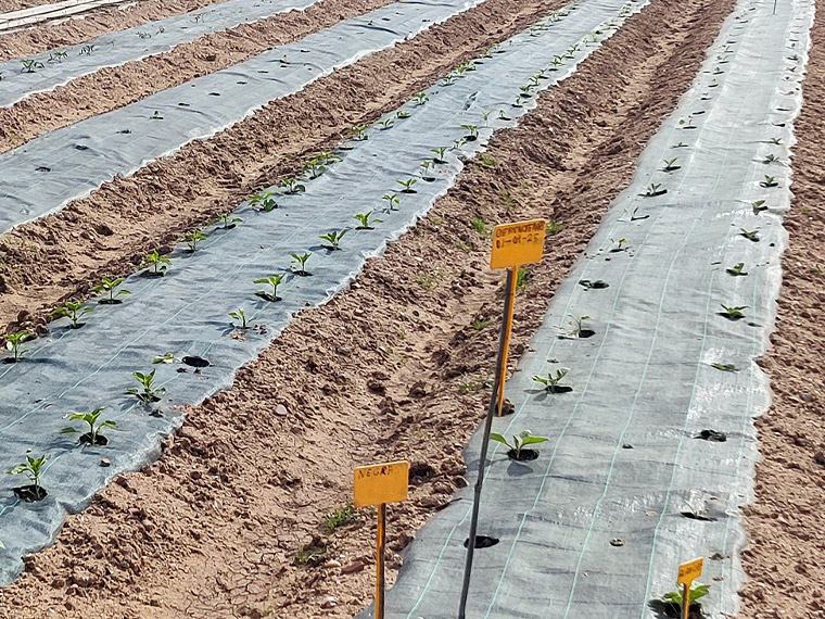 Huerta Ecoánime