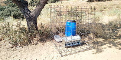 mejora de poblaciones de conejos en Extremadura